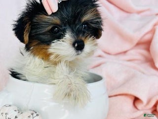 Yorkshire Terrier dogs Yorkshire Terrier Puppy 1 - Ad 19