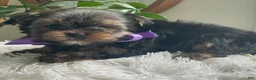 Yorkshire Terrier dogs for sale: Tucker - Ad 13