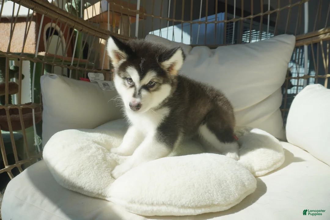 Alaskan Malamute dogs for sale: Saseme - Ad 11