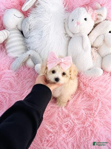 Bichpoo dogs Teacup Bichpoo- Hand Delivery Available  - Ad 2