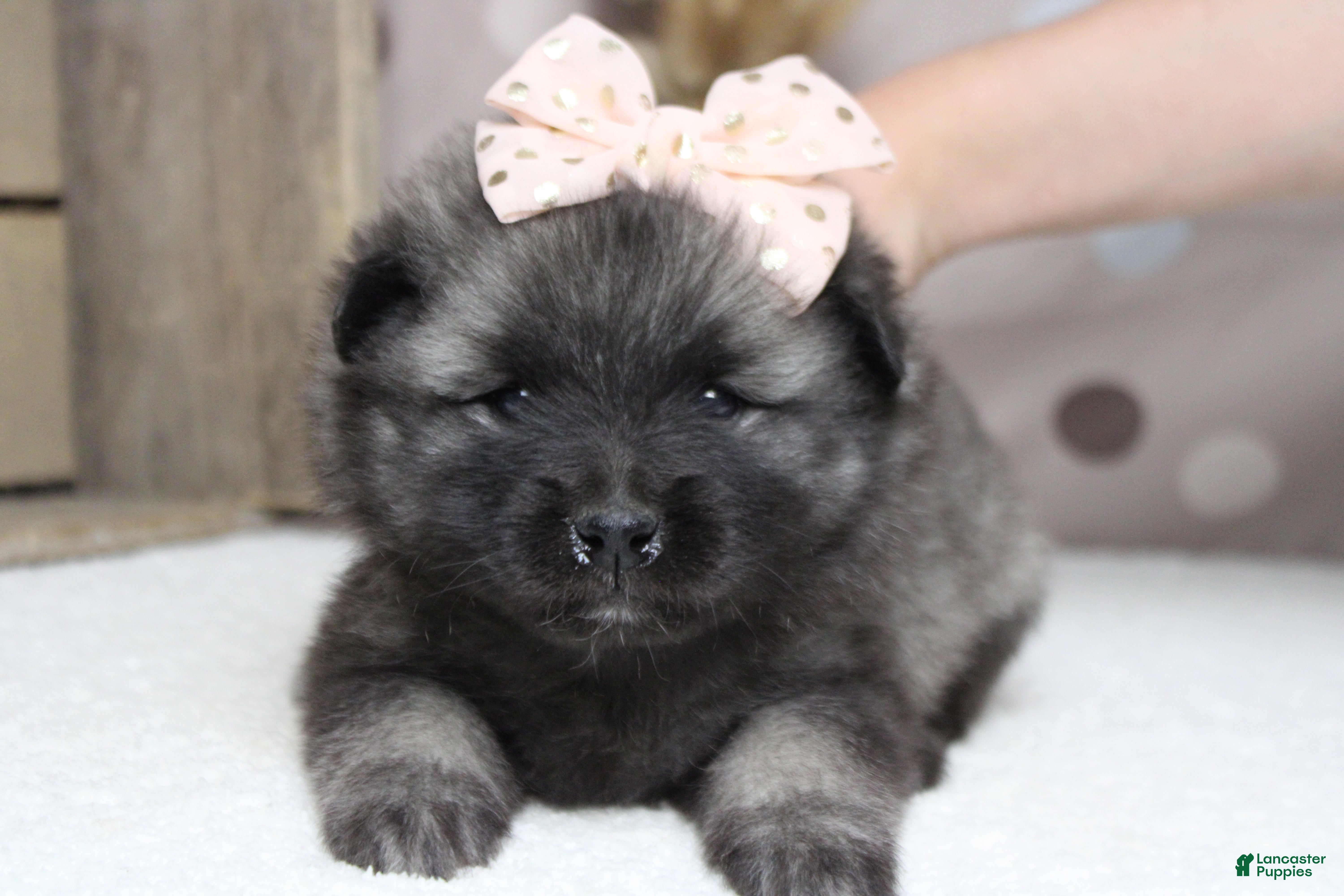 Keeshond dogs Elsa  - Ad 1