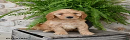 Mini Goldendoodle dogs for sale: Conner - Ad 3
