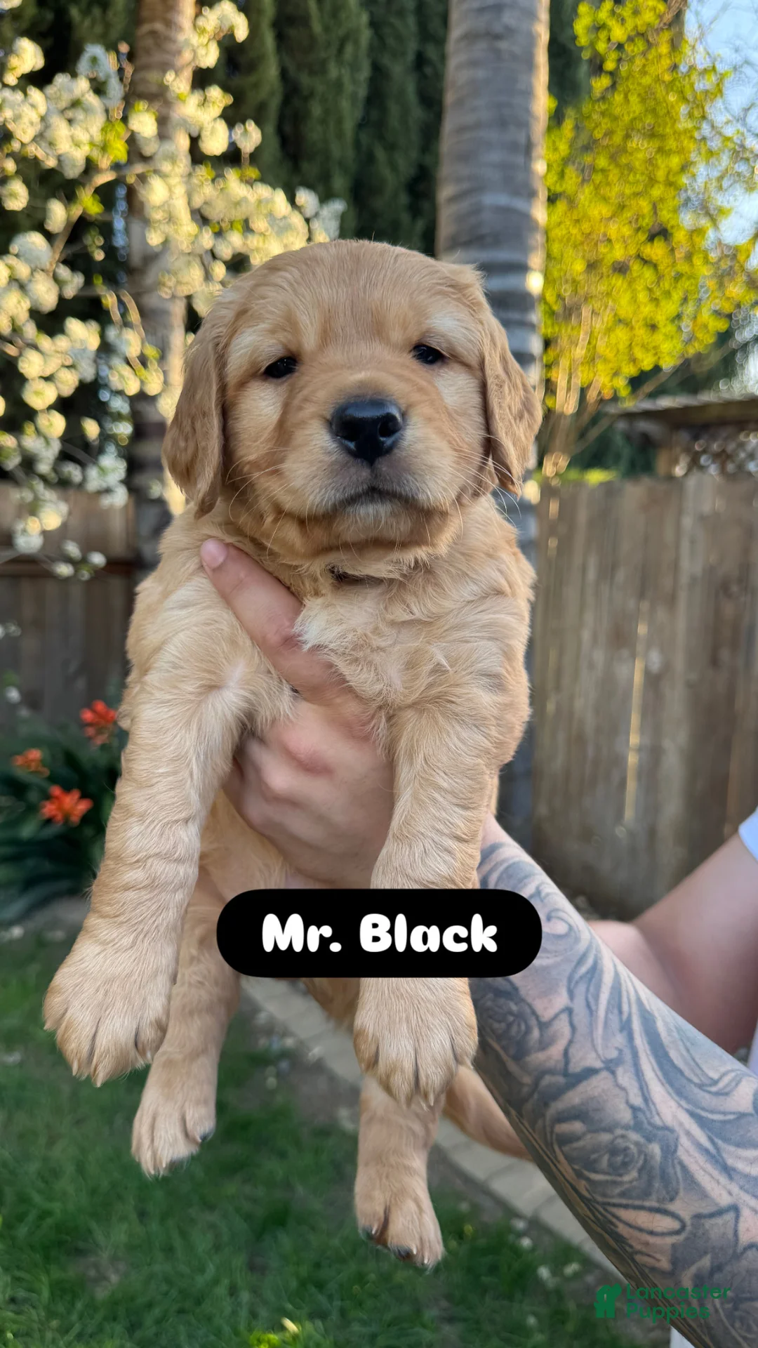Golden Retriever dogs for sale: Mr. Black - Ad 1