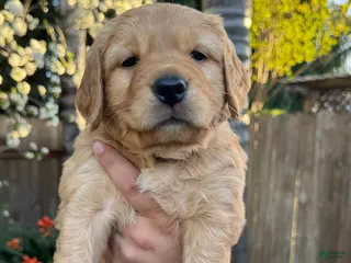 Golden Retriever dogs Mr. Black - Ad 12