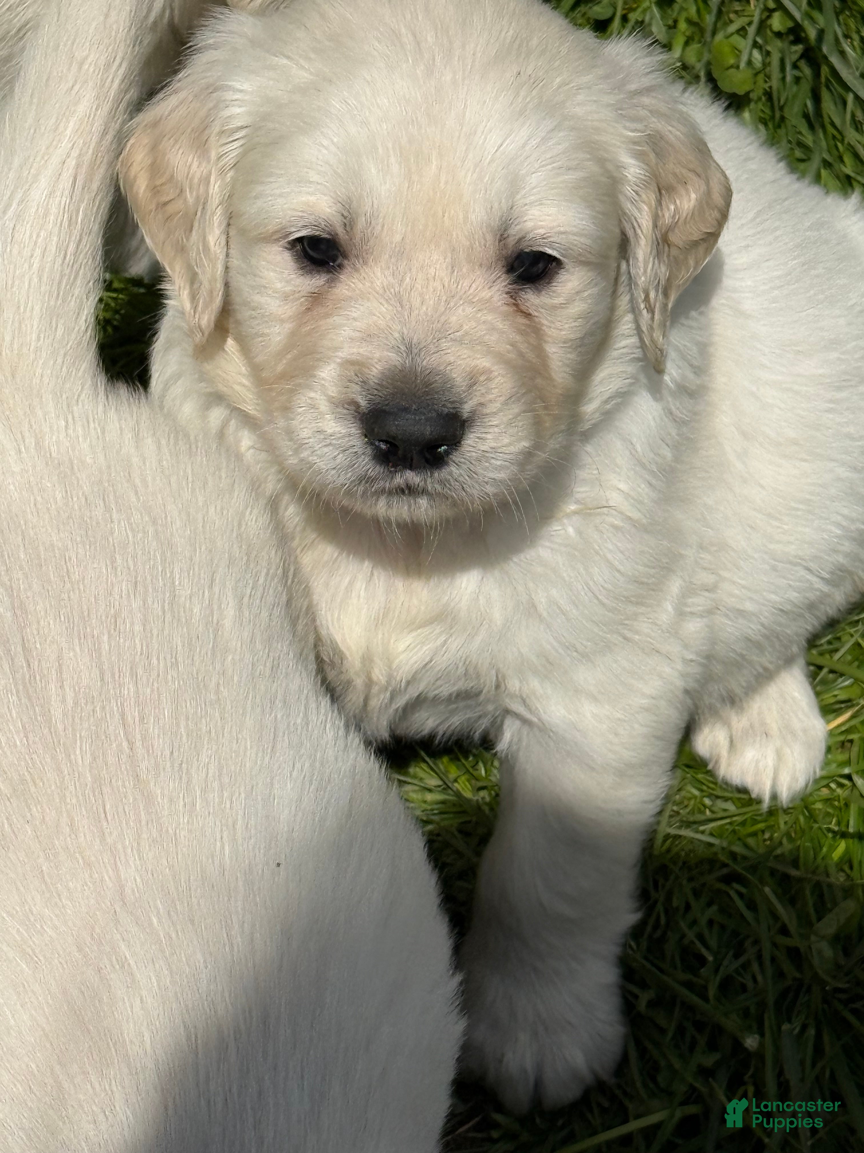 Golden Retriever dogs Golden Retriever Puppy 4 - Ad 4