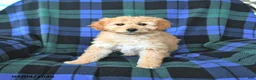 Mini Goldendoodle dogs for sale: Sophie - Ad 5