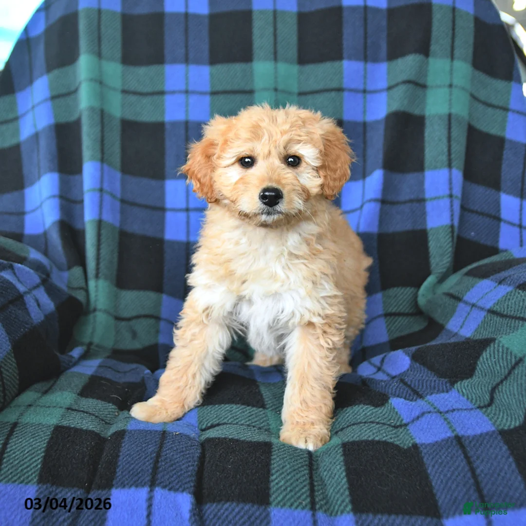 Mini Goldendoodle dogs for sale: Sophie - Ad 5