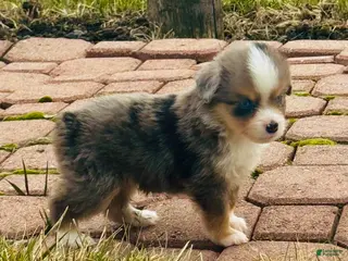 Miniature Australian Shepherd dogs for sale: Maverick - Ad 1