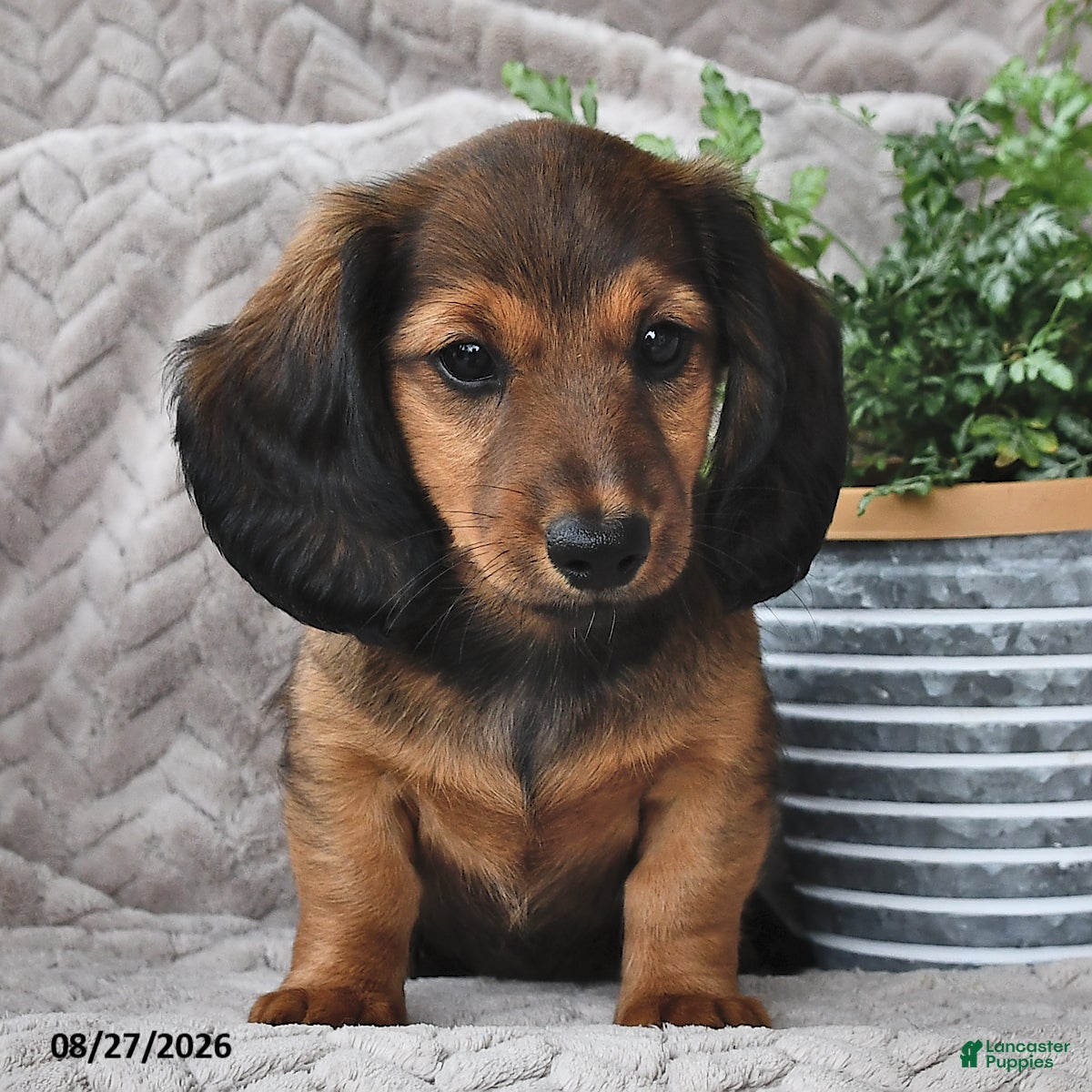 Miniature Dachshund dogs Tessie - Ad 2