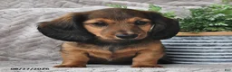 Miniature Dachshund dogs for sale: Tessie - Ad 2