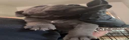Cane Corso dogs for sale: Cane Corso 6- Dart  - Ad 2