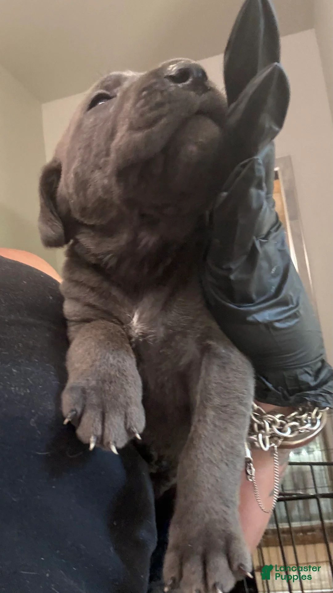 Cane Corso dogs for sale: Cane Corso 6- Dart  - Ad 2
