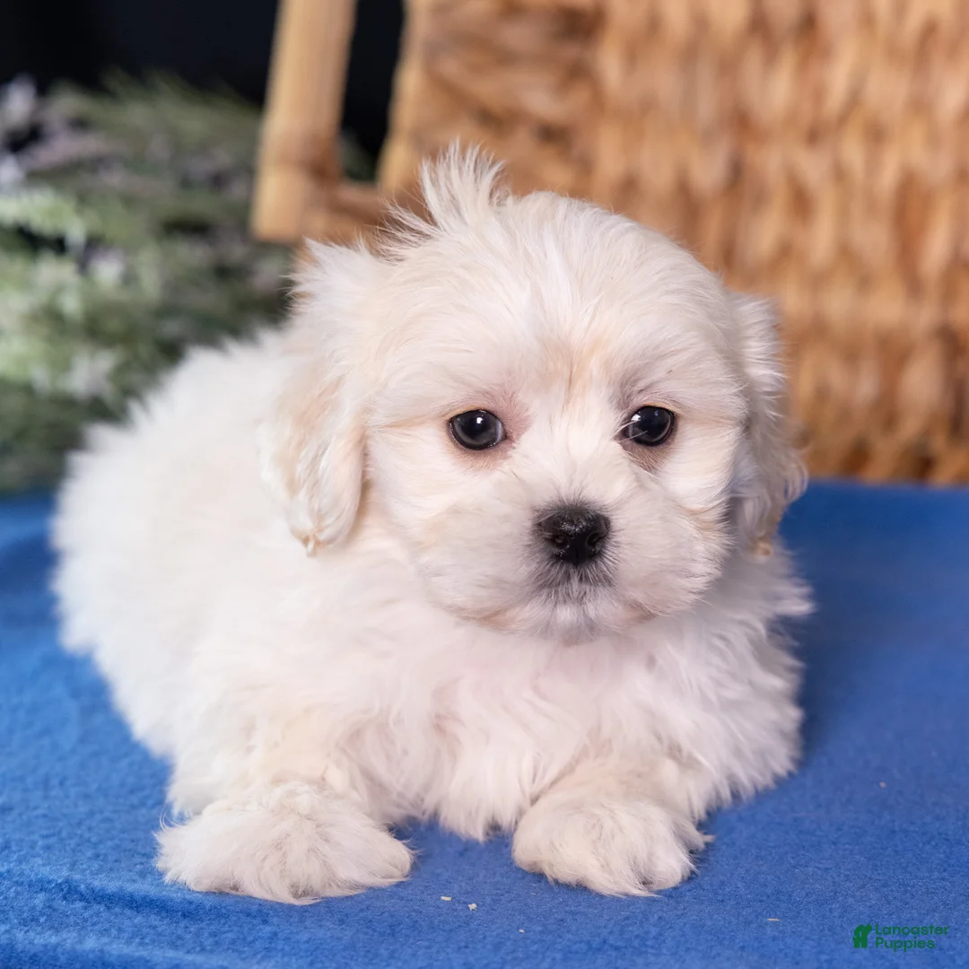 Teddy Bear dogs for sale: Lafayette - Ad 1
