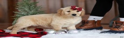 Golden Retriever dogs for sale: Sadie - Ad 5