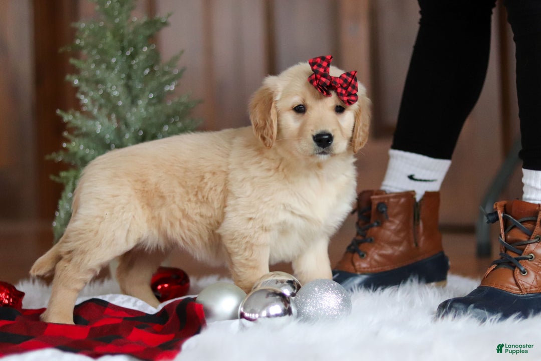 Golden Retriever dogs for sale: Sadie - Ad 5