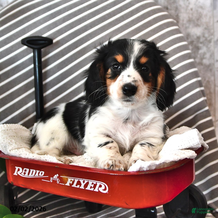 Miniature Dachshund dogs Corey - Ad 24