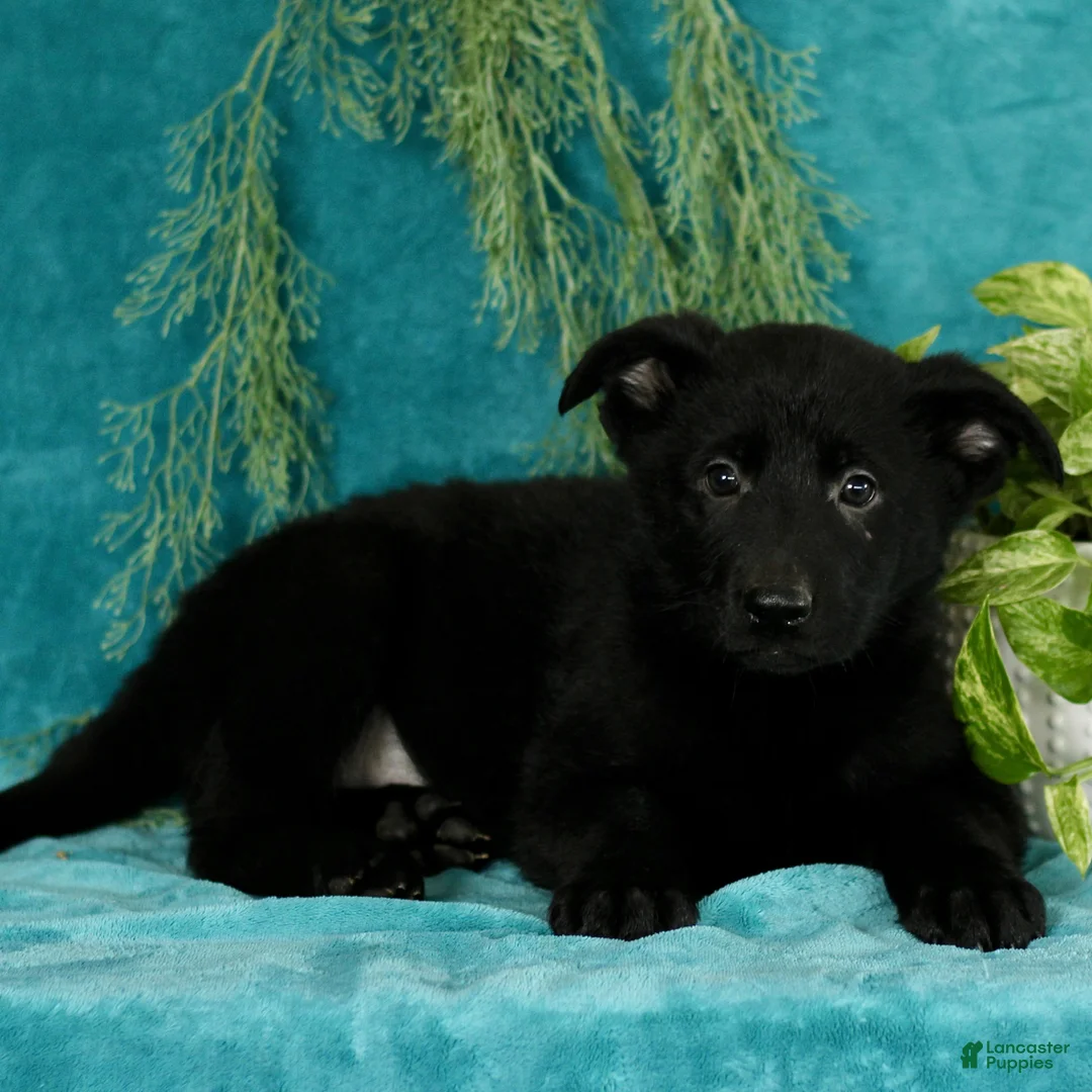 German Shepherd dogs for sale: Tristan  - Ad 2