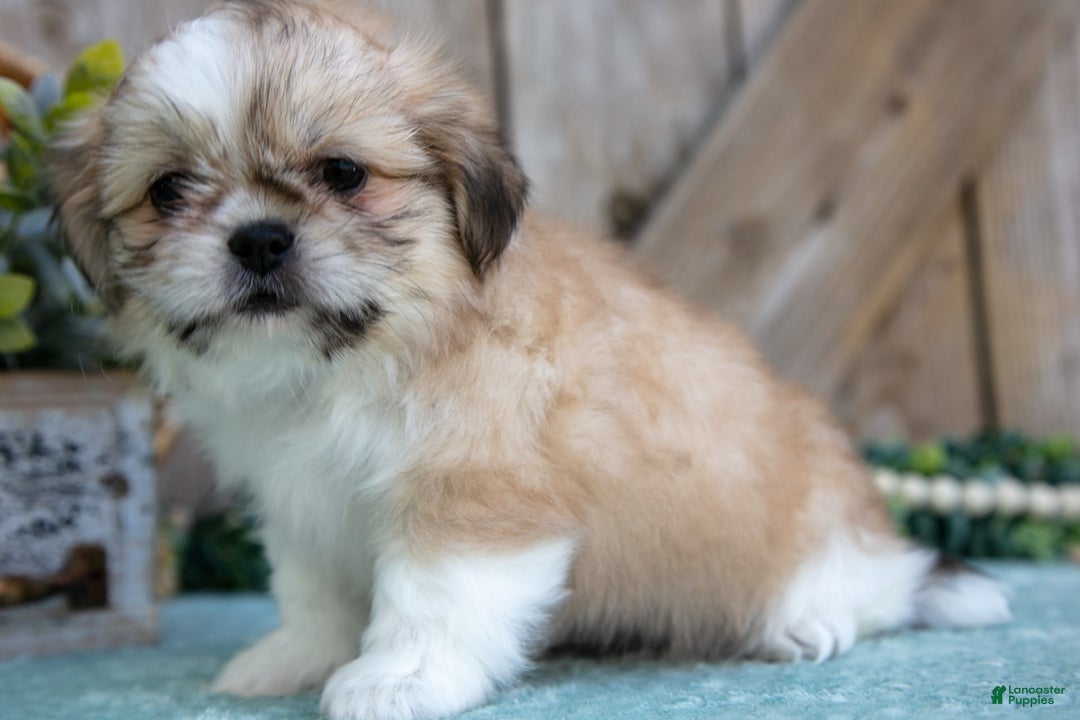 Shih Tzu dogs for sale: Cindy - Ad 5