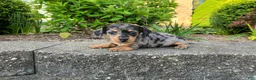 Miniature Dachshund dogs for sale: AKC-Haley - Ad 11