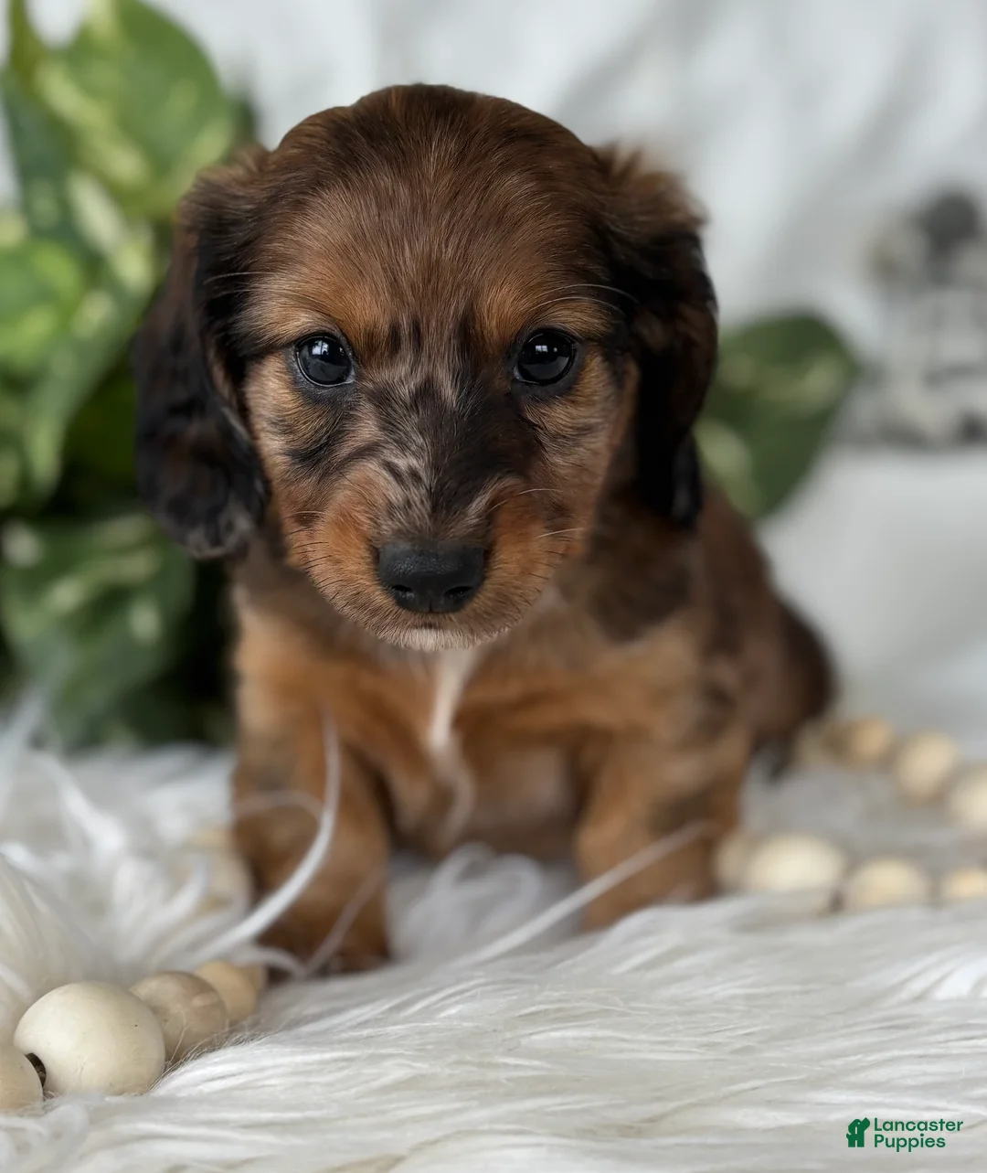 Miniature Dachshund dogs for sale: Sundance Kid Miniature Dachshund  - Ad 9