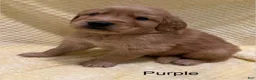 Golden Retriever dogs for sale: Purple - Ad 2