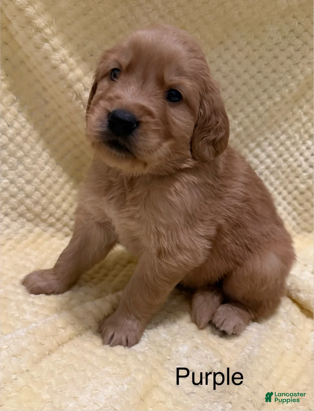 Golden Retriever dogs for sale: Purple - Ad 2
