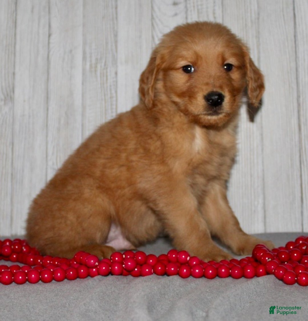 Golden Retriever dogs for sale: Parker - Ad 6