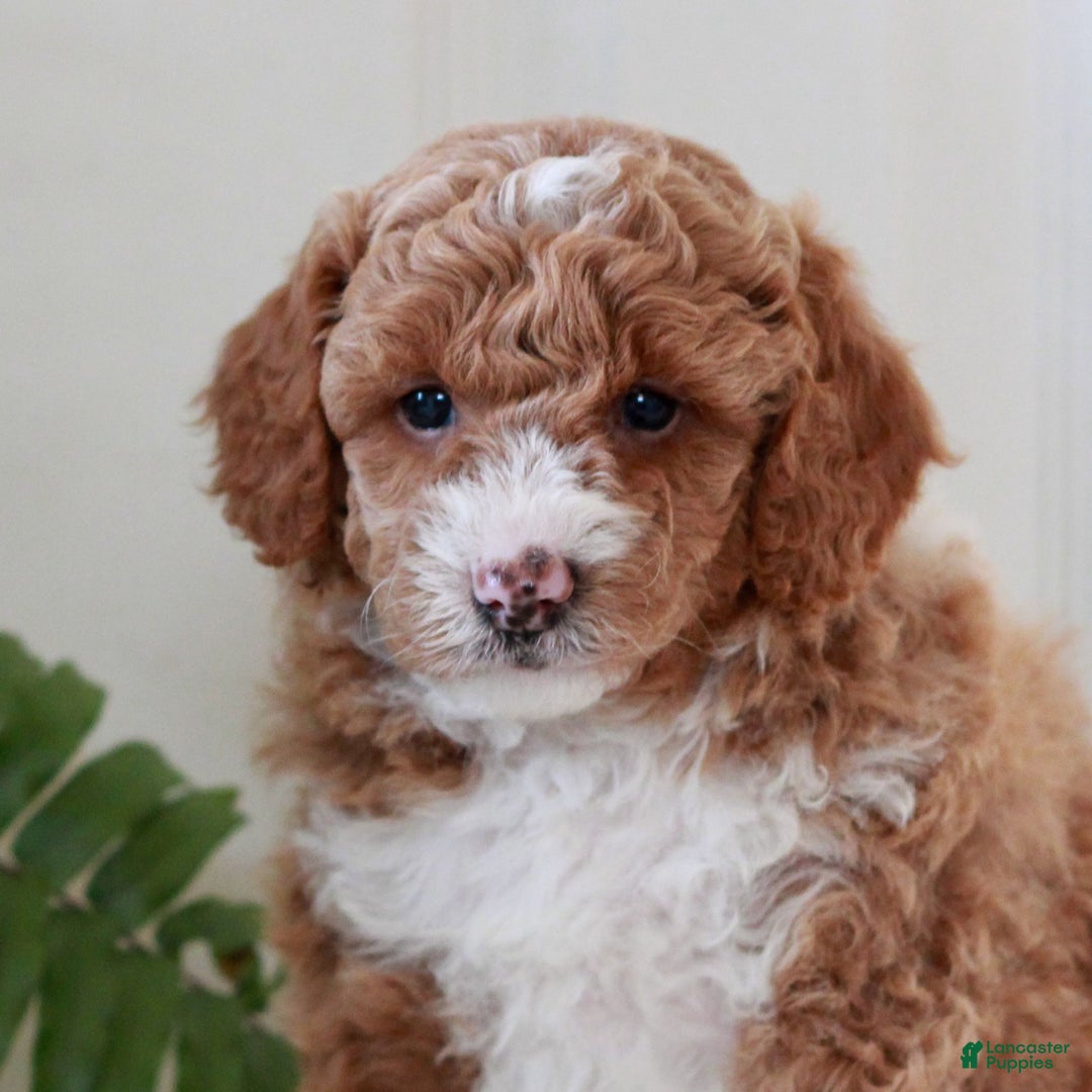 Mini Goldendoodle dogs for sale: Jayla  - Ad 1
