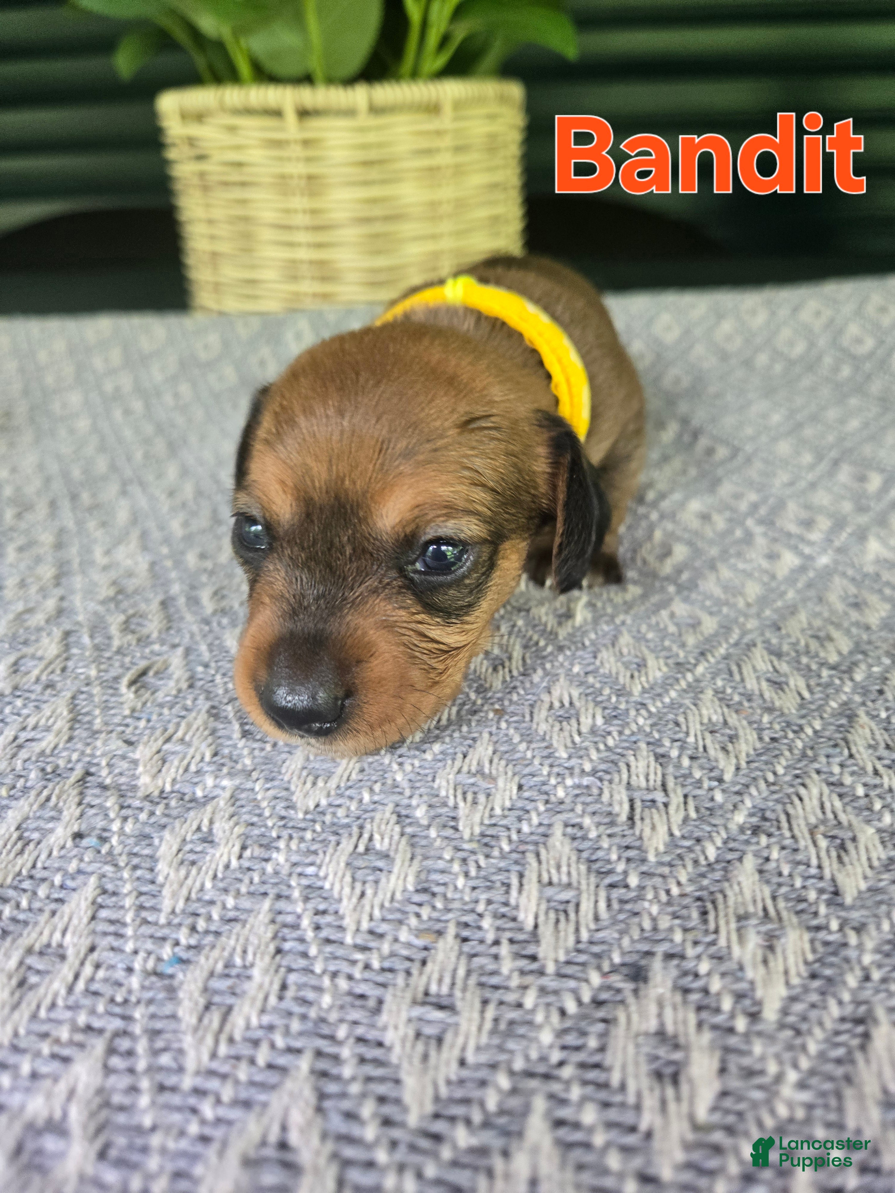 Miniature Dachshund dogs Bandit - Ad 5
