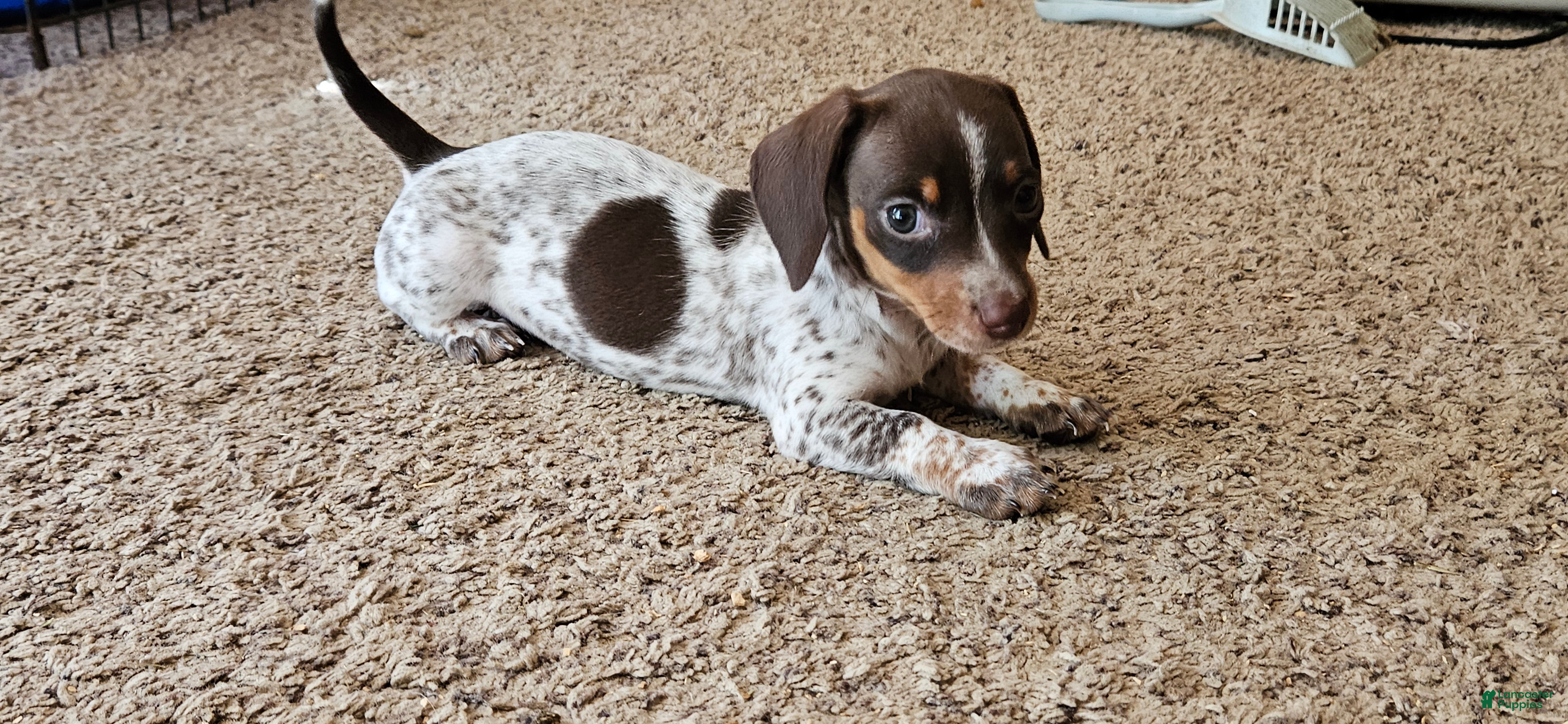 Miniature Dachshund dogs Carmen  - Ad 13