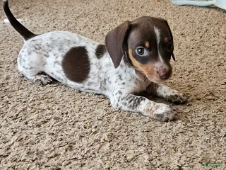 Miniature Dachshund dogs Carmen - Ad 24