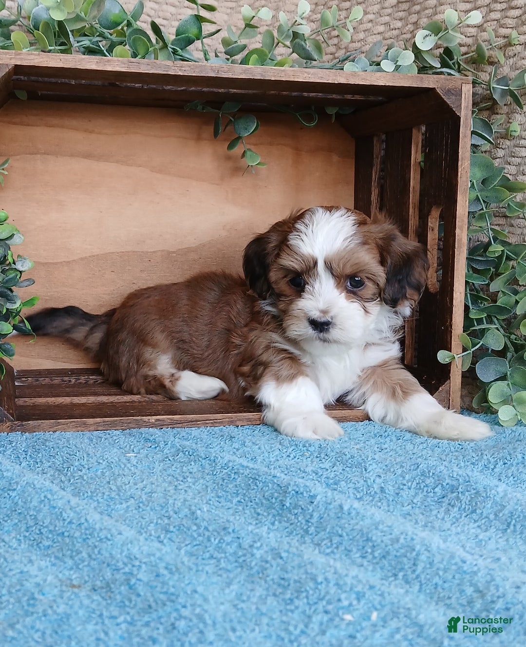 Havanese dogs for sale: Maple  - Ad 4