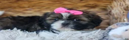 Shih Tzu dogs for sale: RUBY - Ad 15