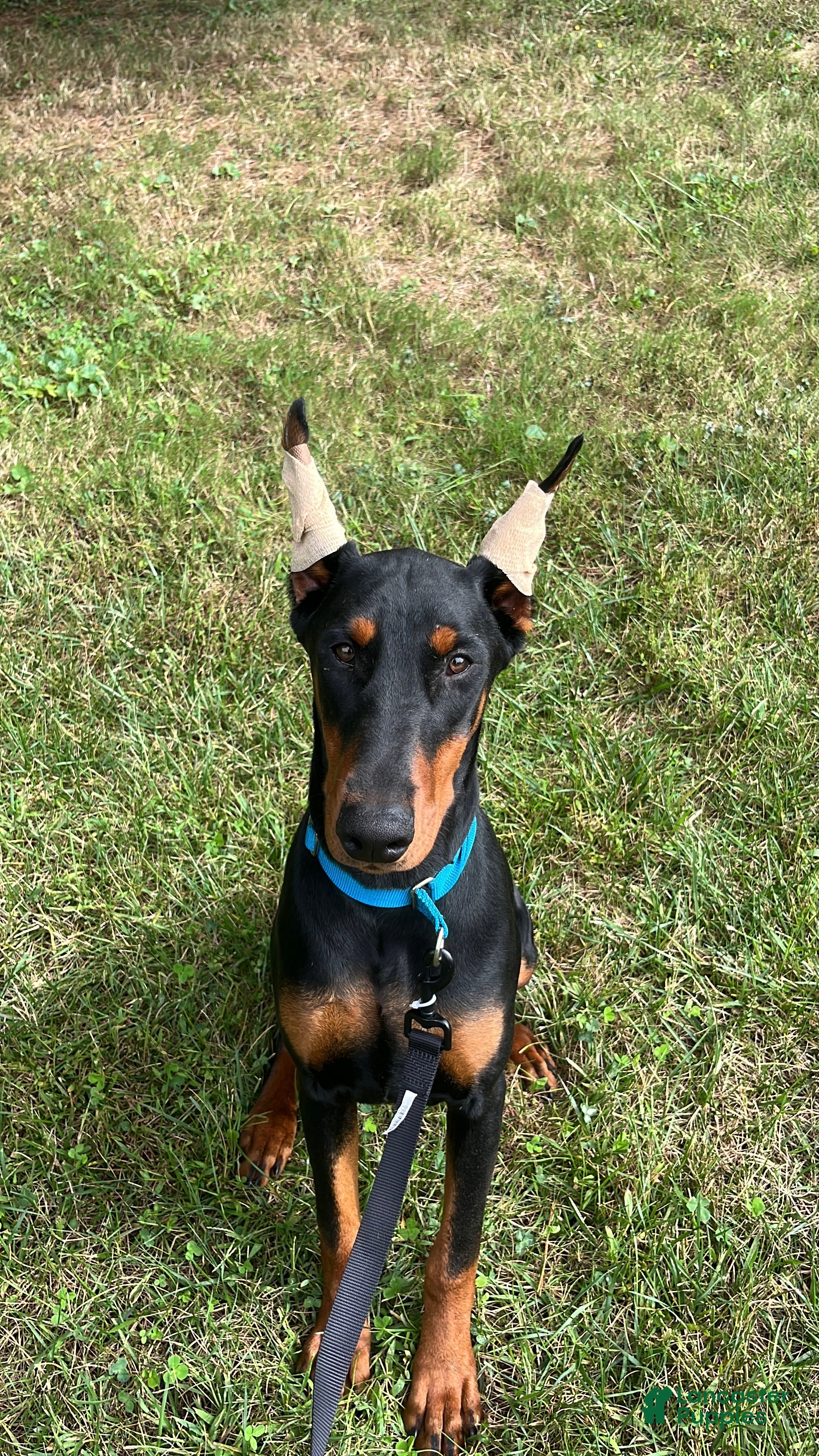 Doberman Pinscher dogs Karma  - Ad 33