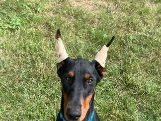 Doberman Pinscher dogs Karma - Ad 33