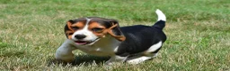 Beagle dogs for sale: Piper - Ad 6