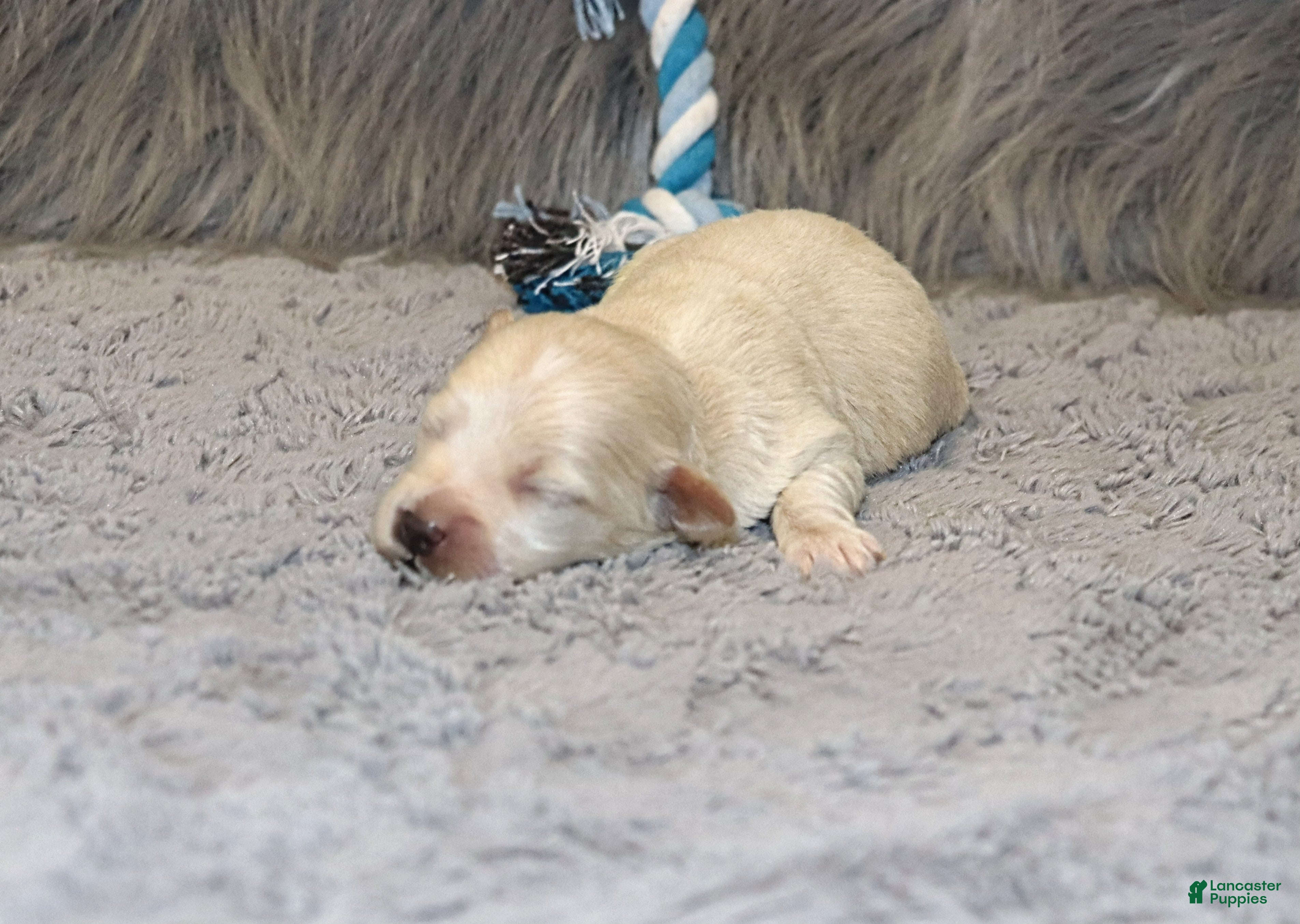 Havapoo dogs Pinto 💙 Toy/Miniature - Ad 1