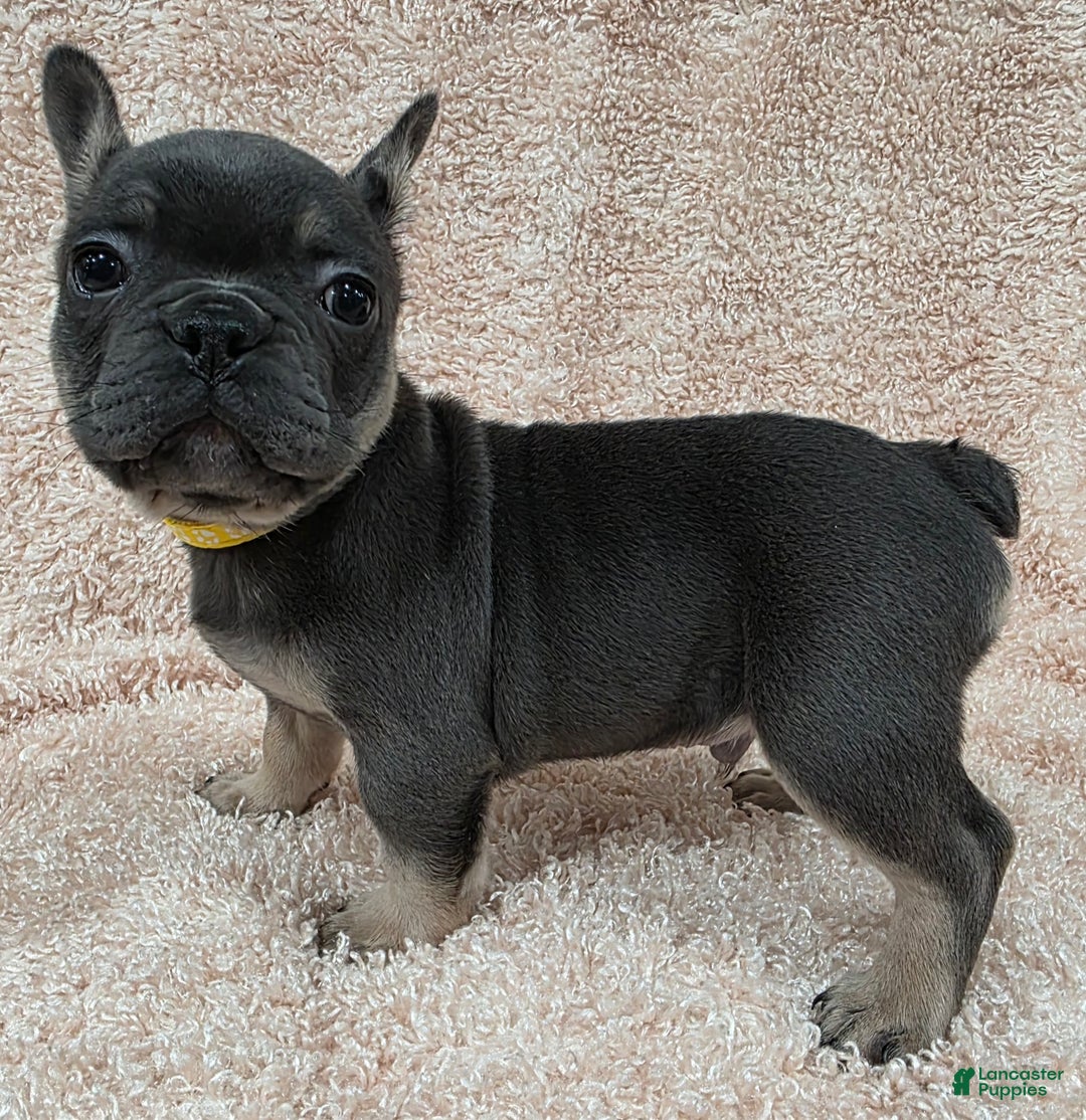 French Bulldog dogs for sale: French Bulldog Puppy 3 - Ad 3