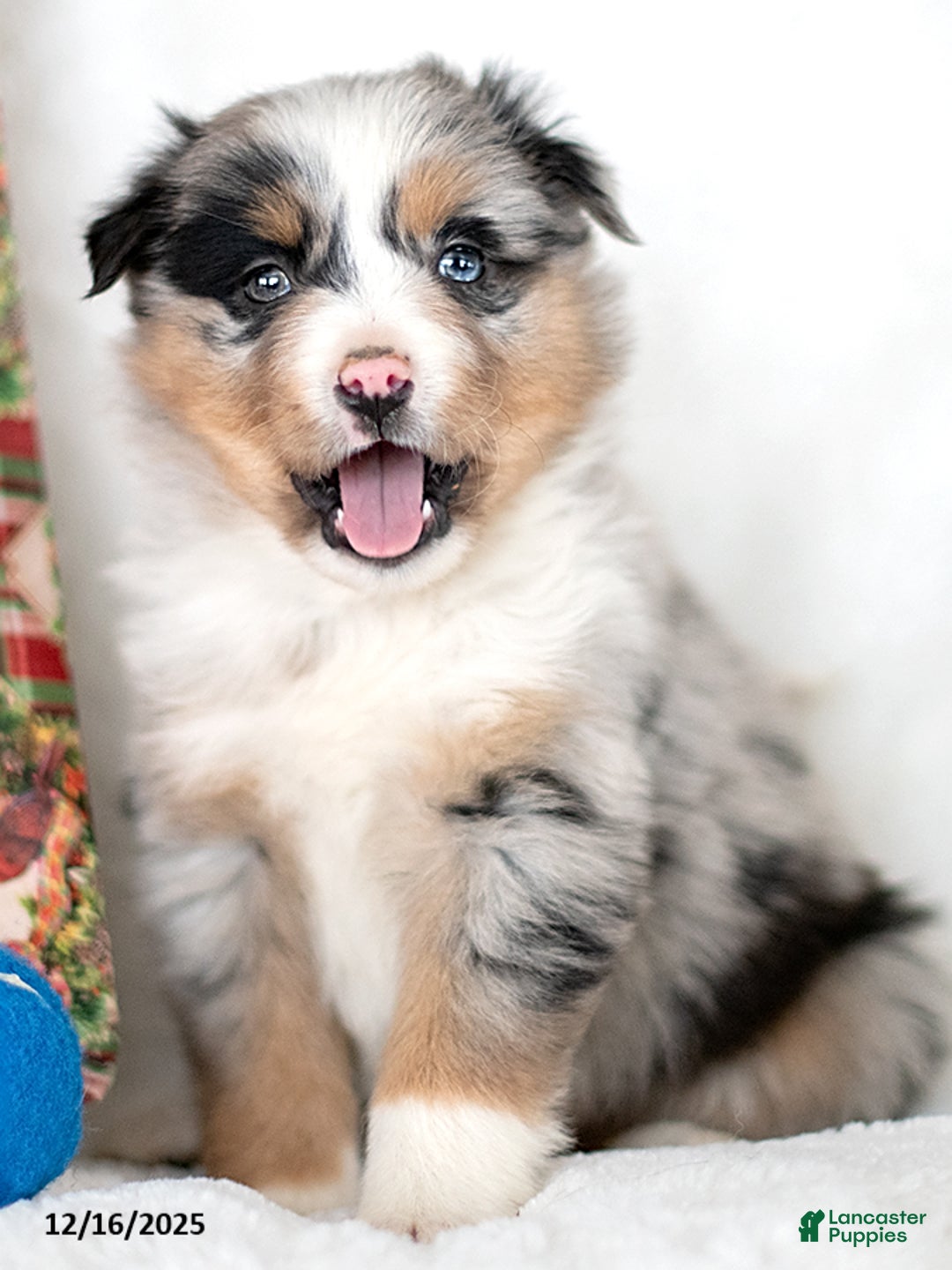 Miniature Australian Shepherd dogs for sale: Zane - Ad 2