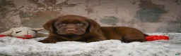 Labrador Retriever dogs for sale: Leo - Ad 7