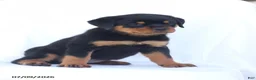 Rottweiler dogs for sale: Candy - Ad 4