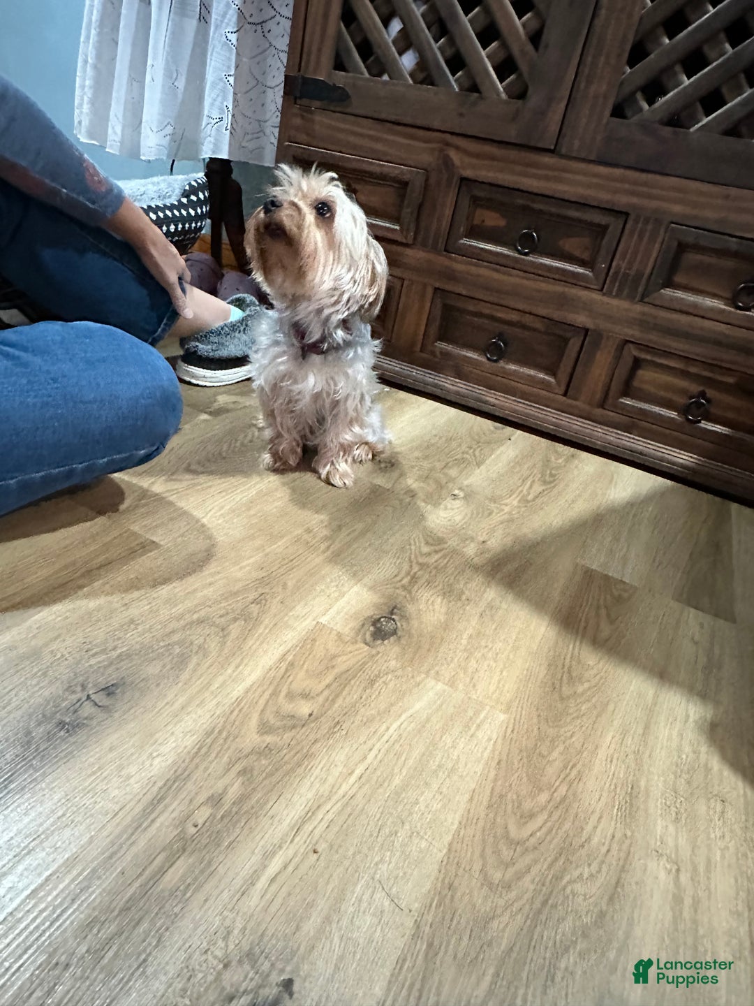 Yorkshire Terrier dogs for sale: Yorkshire Terrier Puppy 1 - Ad 7
