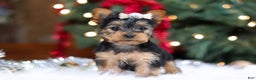 Yorkshire Terrier dogs for sale: Stella - Ad 1