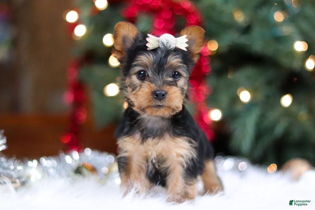 Yorkshire Terrier dogs for sale: Stella - Ad 1