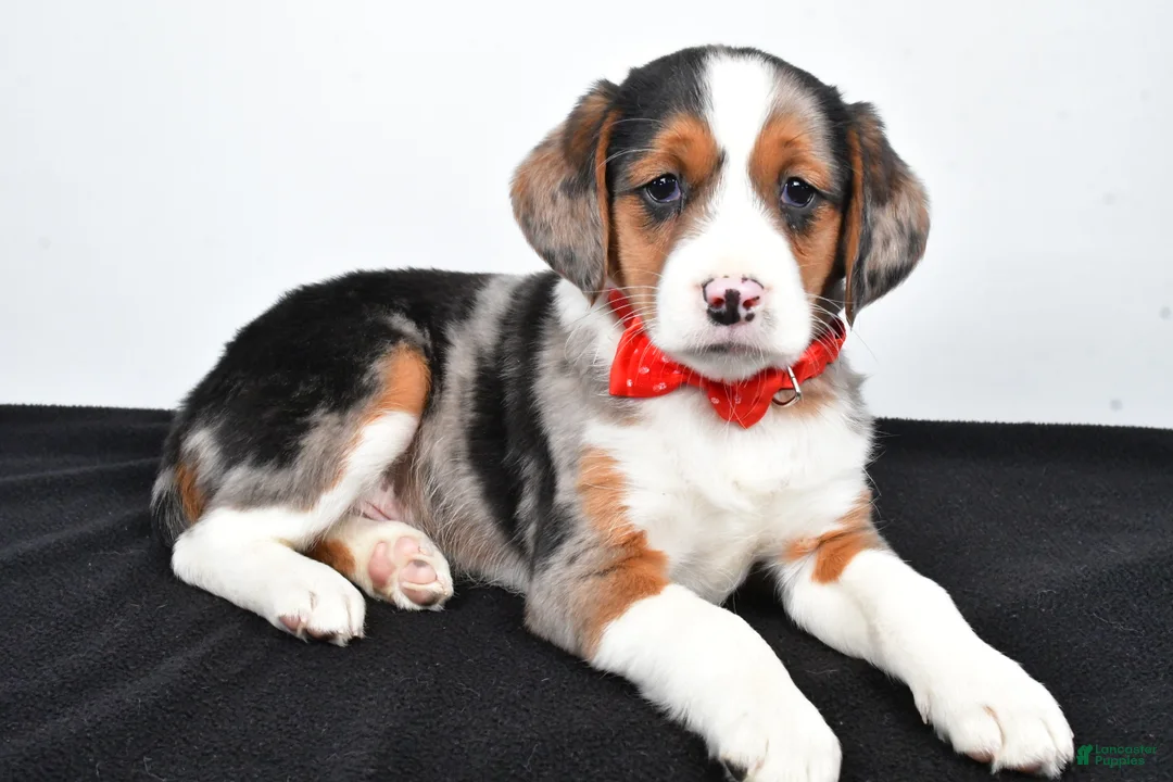 Mixed Breed dogs for sale: Timmy - Ad 2