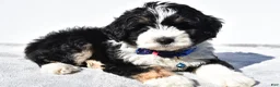 Mini Aussiedoodle dogs for sale: Yack  - Ad 3