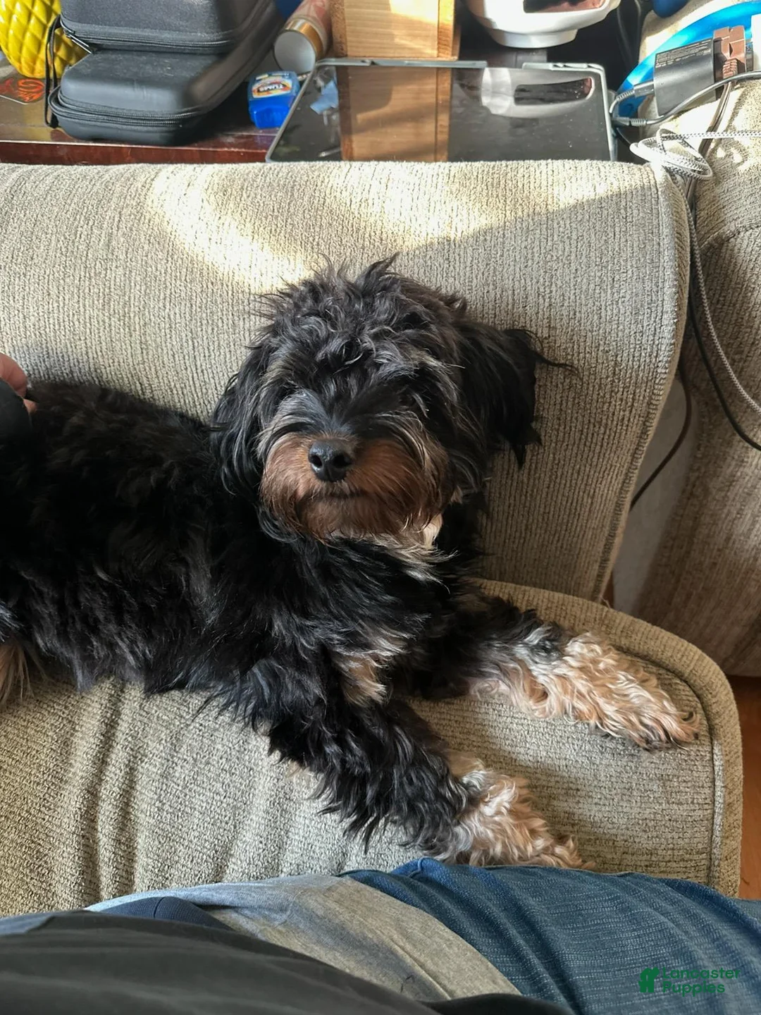 Yorkshire Terrier dogs for sale: Mario - Ad 3