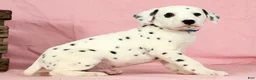 Dalmatian dogs for sale: Brock - Ad 3