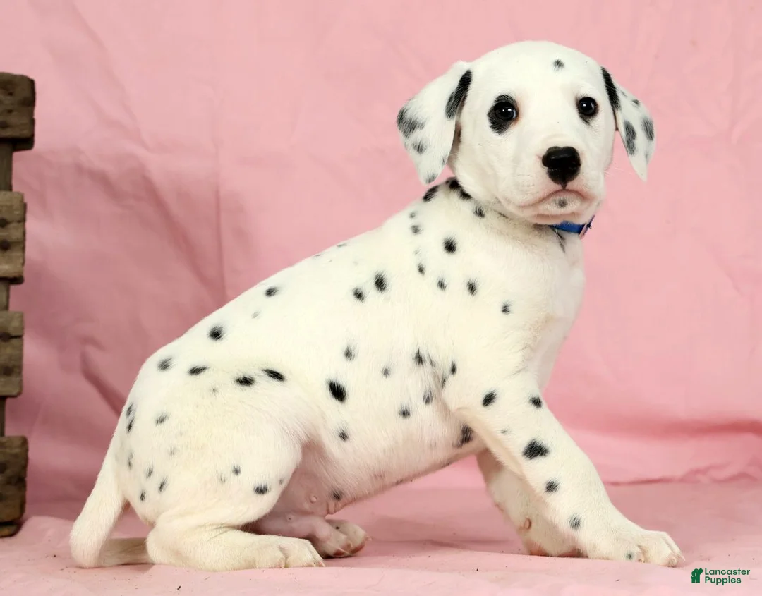 Dalmatian dogs for sale: Brock - Ad 3