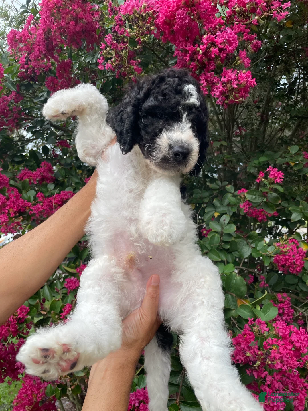 Goldendoodle dogs for sale: Rex - Ad 8